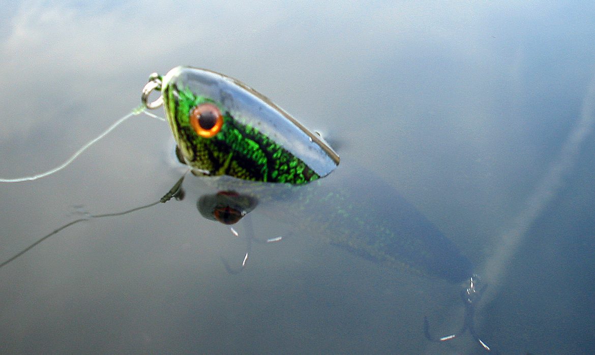 Paseante en color natural librea Blackbass
